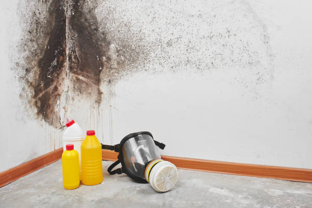 Best Same-Day Mold Removal  in Sparta, GA