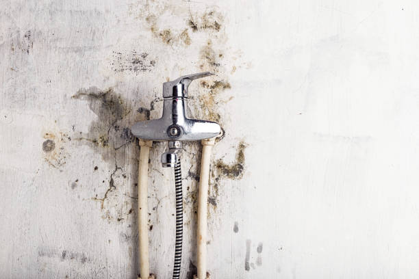Best Mold Removal Near Me  in Sparta, GA