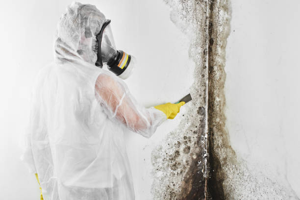Best Certified Mold Removal  in Sparta, GA