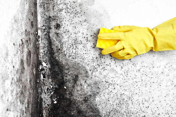 Best Emergency Mold Removal  in Sparta, GA
