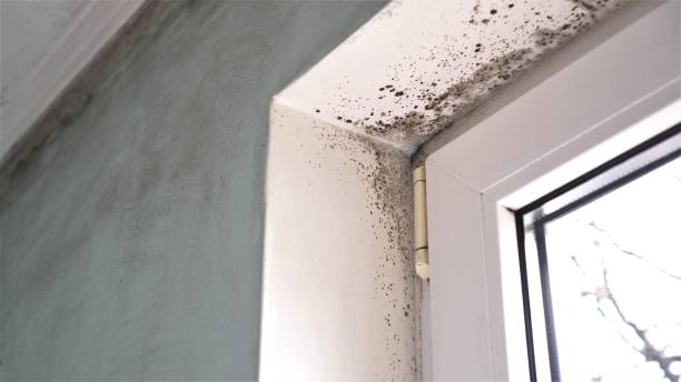Best Mold Damage Repair  in Sparta, GA