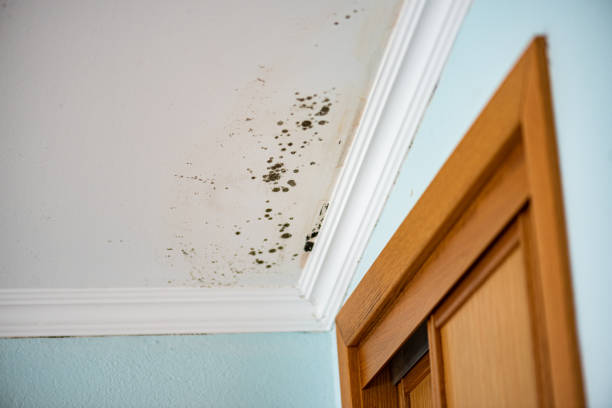 Best Attic Mold Removal  in Sparta, GA