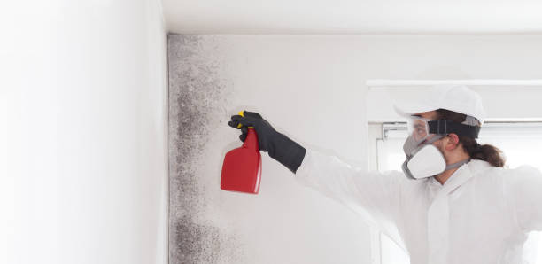 Best Black Mold Removal  in Sparta, GA
