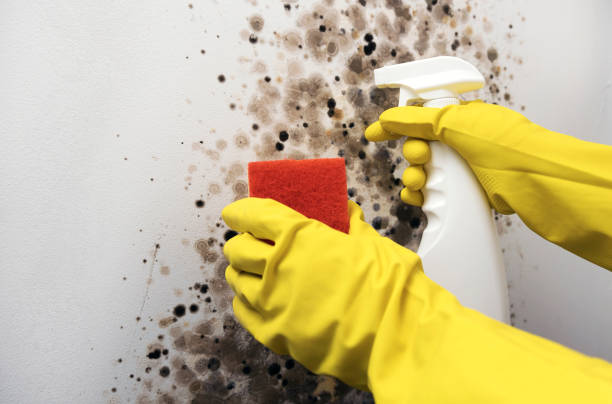 Best Crawl Space Mold Removal  in Sparta, GA