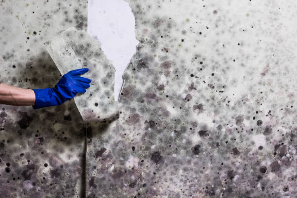 Best Mold Cleaning Services  in Sparta, GA